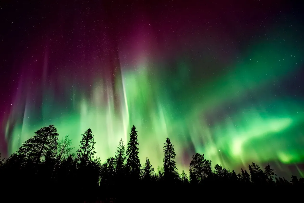 Aurora Borealis over a forest