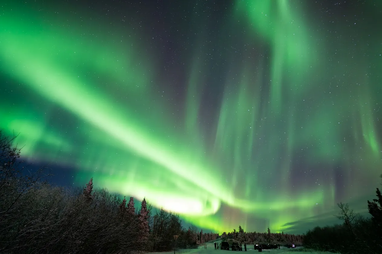 Stunning, vibrant aurora displaying dynamic curtain forms over a forest in Fairbanks, Alaska, USA