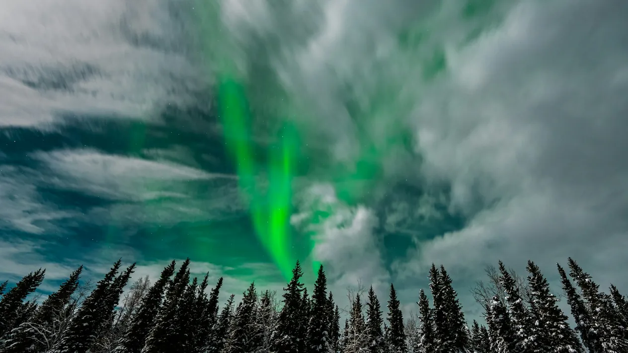 Green aurora over snow tipped trees in Fairbanks, Alaska, USA