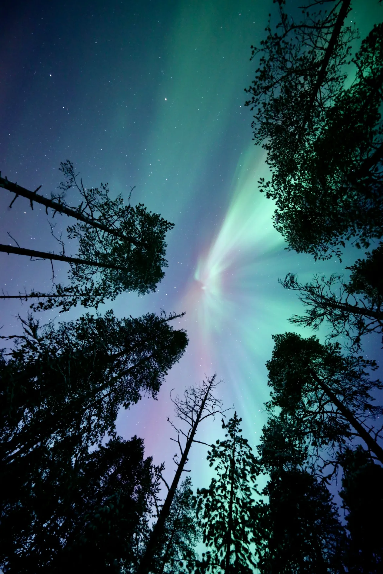 A beautiful pink and green aurora corona over the tree tops in Rovaniemi, Finland, showing multiple colours from different atmospheric gases