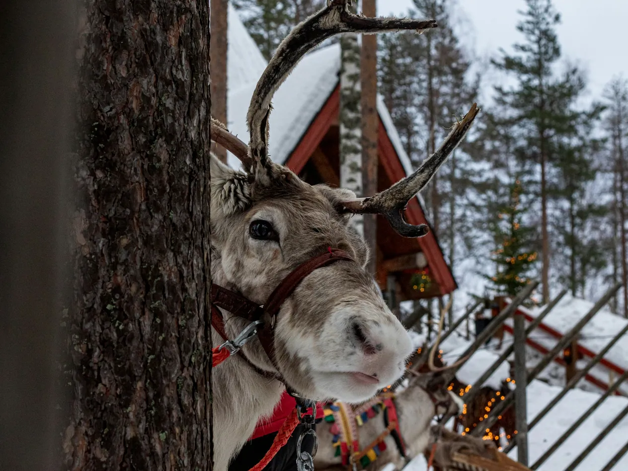 Santa's reindeer in Rovaniemi