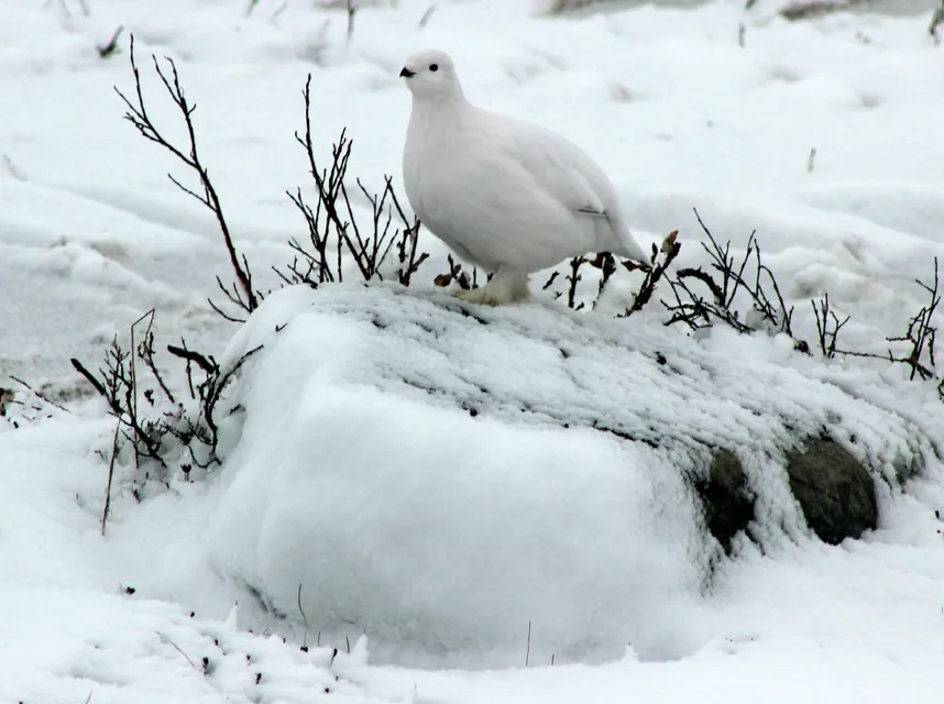 Willow Ptarmigan - A member of the grouse family, these snow-white birds grow feathers on their legs and feet. These birds display mottled plumage in summer to remain concealed. They are prey to Arctic fox, larger birds. These birds are 34–36 cm (13–14 in) long (tail 8 cm (3.1 in)) with a wingspan of 54–60 cm (21–24 in)