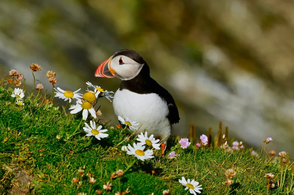 A puffin in Scotland