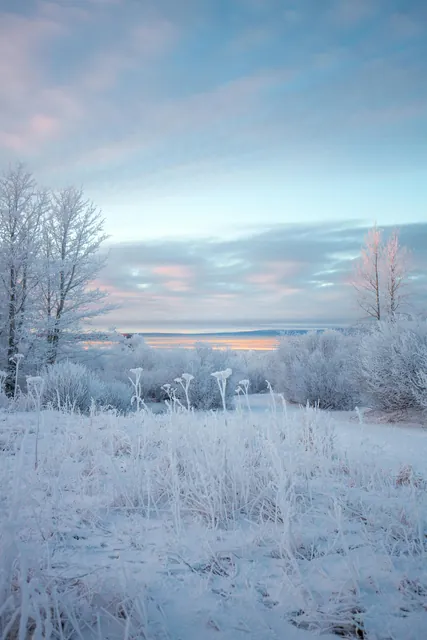 Snowy Landscape in Anchorage, Alaska