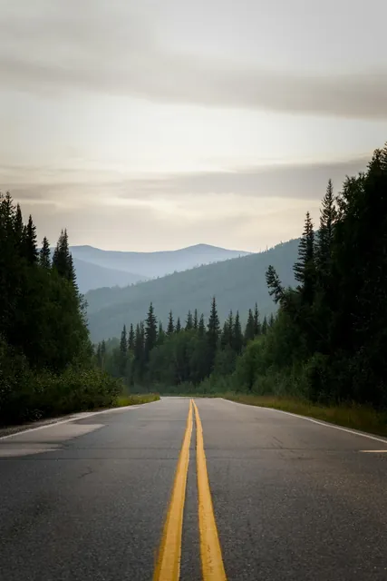 Empty Road in Forest