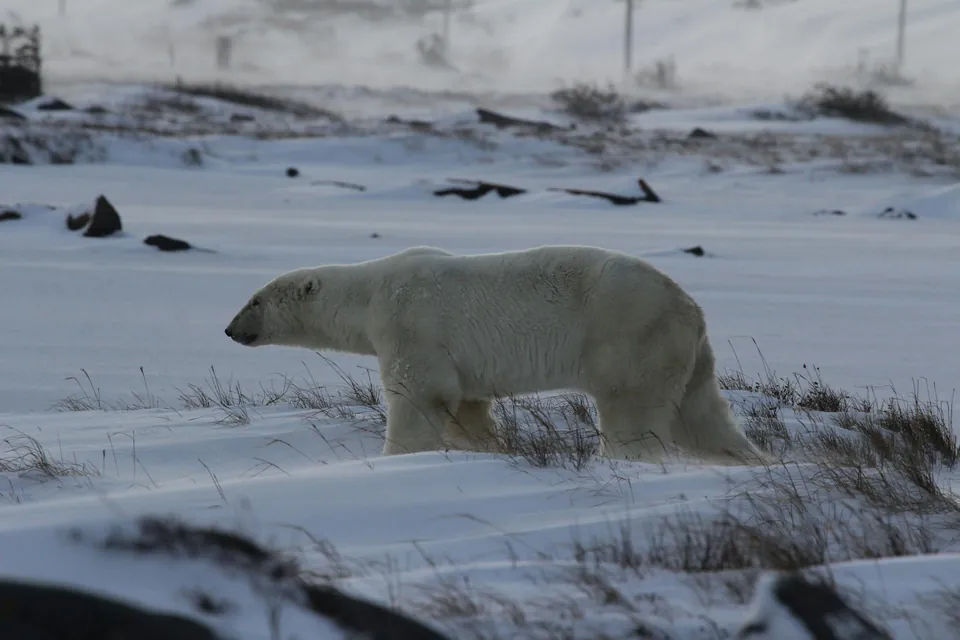 Polar Bear in Snow