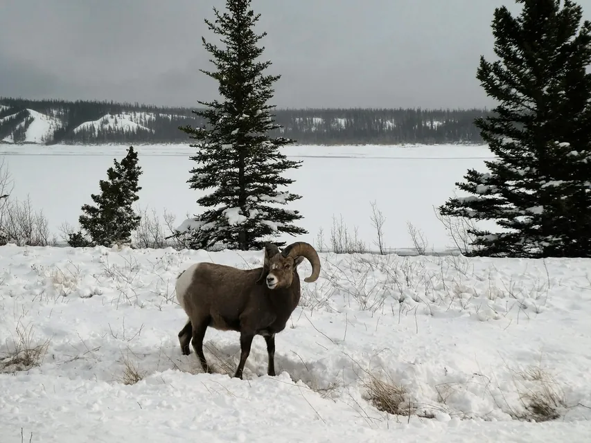 Bighorn Sheep in the winter Alberta countryside