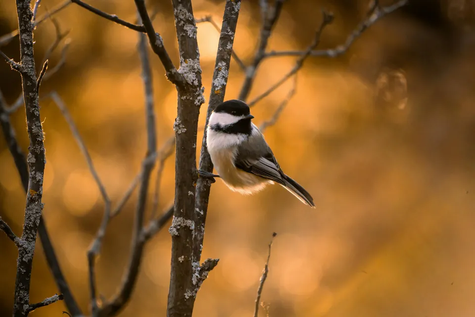 Black-capped Chickadee Bird, Edmonton, Alberta
