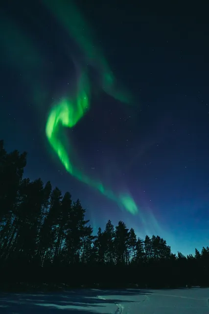 Aurora Borealis and Forest in Winter