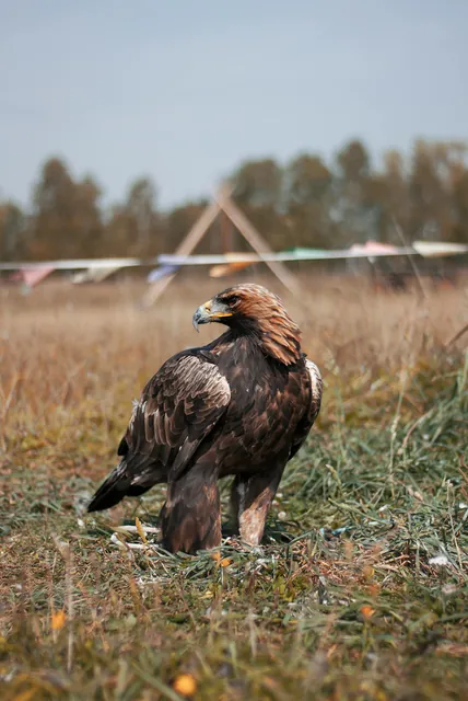 Golden Eagle in Natural Habitat on a Grass Field