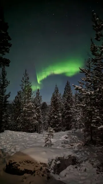 The aurora borealis is seen in the sky over a snowy forest