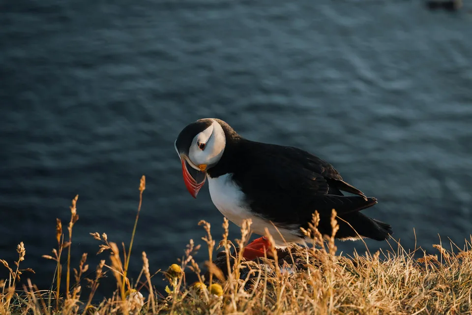 Atlantic Puffin on Icelandic Cliffside at Sunset