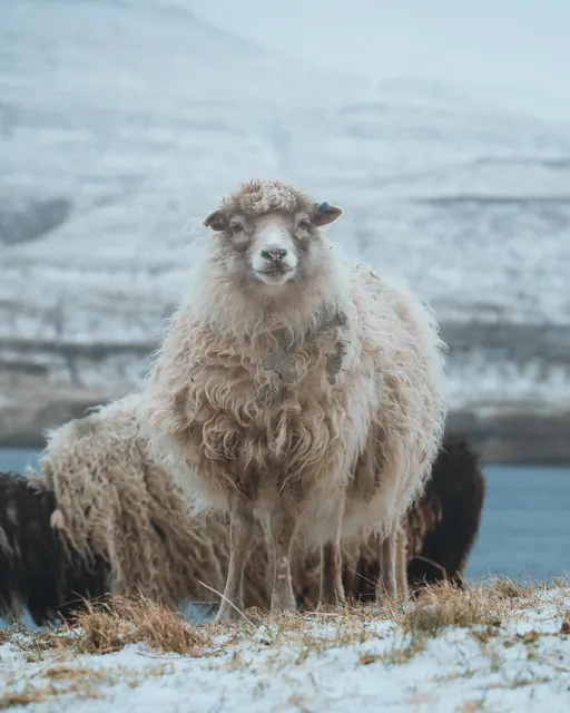 Sheep standing on snowy meadow in countryside