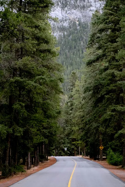 Scenic Road through Banff National Park Forest