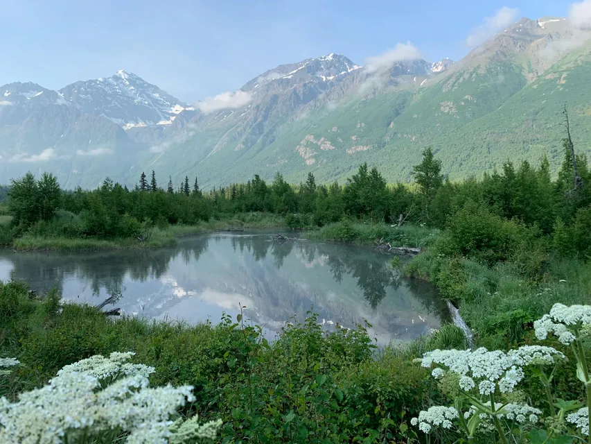 Green Trees Near Lake