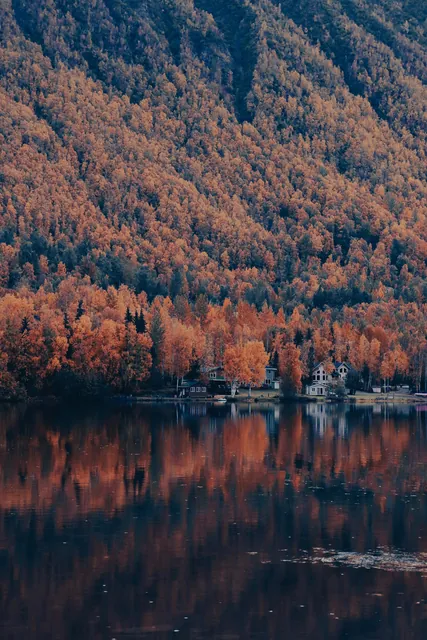 Coniferous Trees by the Lake in Autumn