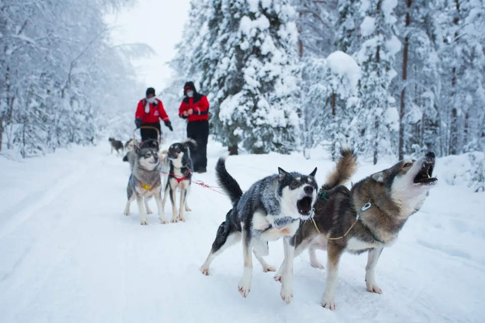 Barking huskies in Finnish Lapland