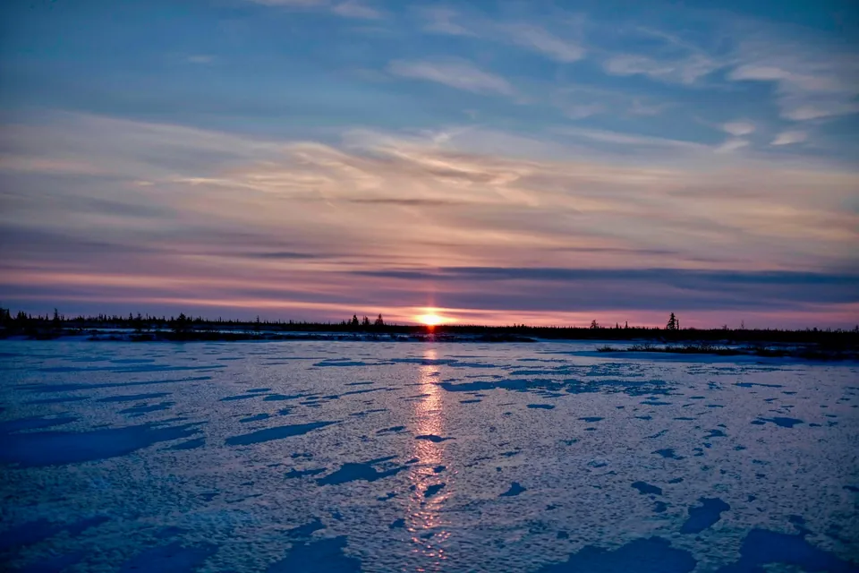 In November the Hudson Strait freezes again and polar bears begin to go back on ice