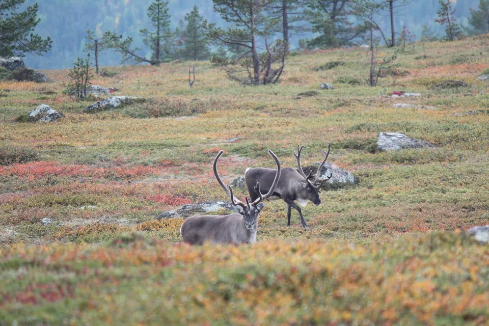 Autumn landscape and magic reindeers at the highest point of Otsamo Fell in Northern Finland