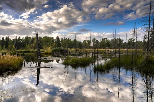 Beaver Boardwalk in Hinton Alberta