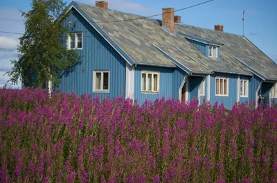 Blue wooden cabin surrounded by beautiful purple flowers, Kautokeino, Norway
