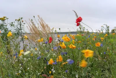 Wild flowers in a field near Kemi, Finland