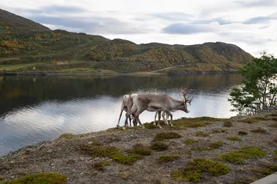 Two reindeer on the roadside going into Hammerfest, Norway